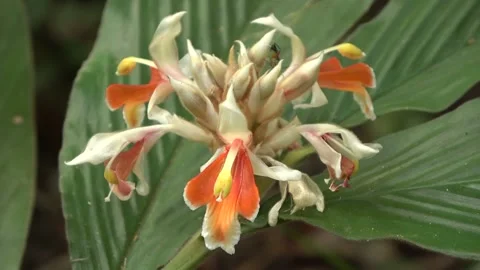 Ginger flowering, Malaysia Stock Footage 134857391