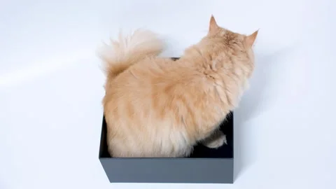 Ginger fluffy cat in black cardboard box on a white background, top view. Stock Footage 249576599