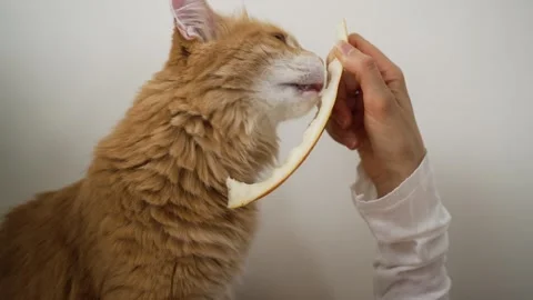 Ginger fluffy cat nibbling sweet melon slice, expressing pure joy on clean white Stock Footage 314103405