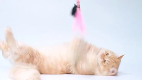 Ginger fluffy cat plays with a toy on white background. Stock Footage 249658348