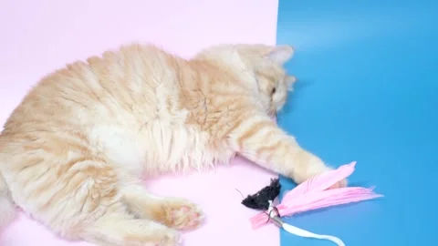 Ginger fluffy cat plays with toy on on blue and pink background. 库存影片 249658370