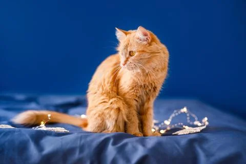 A ginger fluffy cat sits on the bed and washes on a blue background with a .. Stock Photos