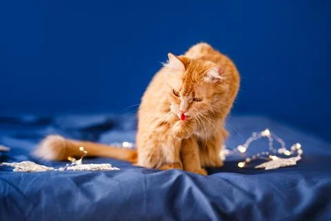 A ginger fluffy cat sits on the bed and washes on a blue background with a .. Stock Photos