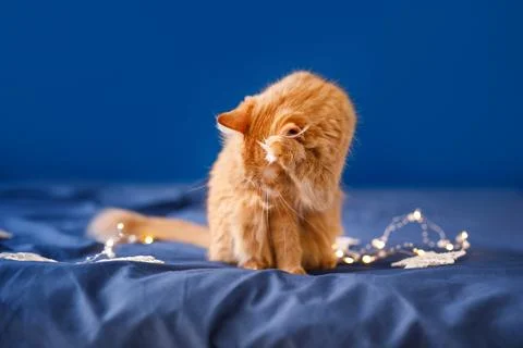 A ginger fluffy cat sits on the bed and washes on a blue background with a Ch Stock Photos