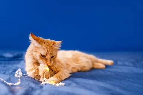 A ginger fluffy cat sits on the bed and washes on a blue background with a .. Stock Photos
