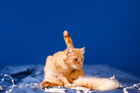 A ginger fluffy cat sits on the bed and washes on a blue background with a .. Stock Photos