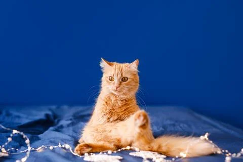 A ginger fluffy cat sits on the bed and washes on a blue background with a .. Stock Photos