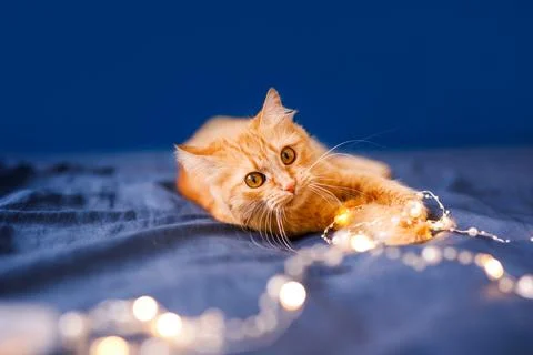 A ginger fluffy cat sits on the bed and washes on a blue background with a .. Stock Photos