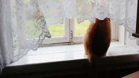 A ginger fluffy cat sits on the window of an old house. Media. The cat looks at Video stock 142786572