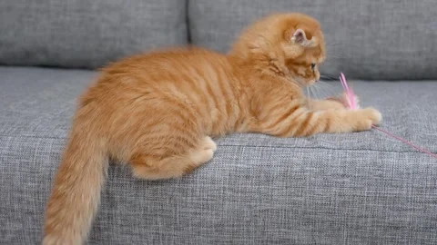 Ginger fluffy kitten plays with toy on the gray sofa. Stock Footage 336618062