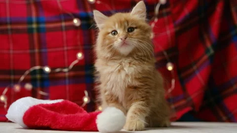 Ginger fluffy kitten,red Santa hat. Christmas Holiday at home Stock Footage 290493949