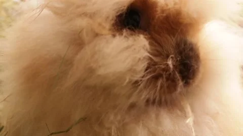 Ginger fluffy rabbit, bunny chews and sniffs hay. Stock Footage 173504780