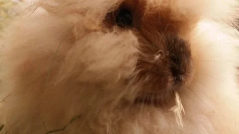 Ginger fluffy rabbit, bunny chews and sniffs hay. Stock Footage 173504787