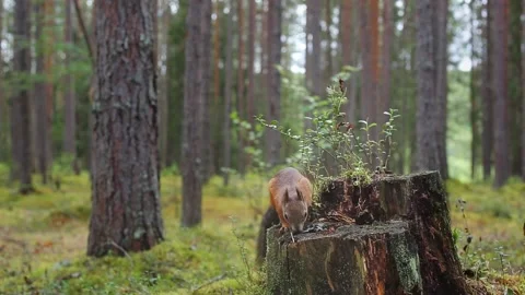 A ginger fluffy squirrel jumps on a tree stump, takes food and runs away. 스톡 동영상 139456280