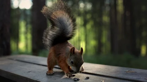 A ginger fluffy squirrel in the park comes down from a tree, eats seeds and runs Stock Footage 139456382