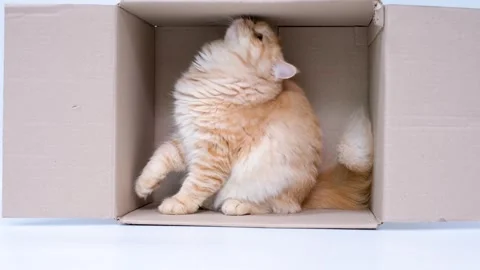 Ginger fluffy tabby cat sitting in cardboard box on white background, side view. Stock Footage 249486032