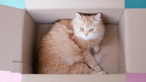 Ginger fluffy tabby cat sitting in cardboard box on pink and blue background 스톡 동영상 309506588