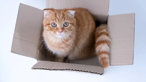 Ginger fluffy tabby kitten sitting in cardboard box on white background Stock Footage 339439241