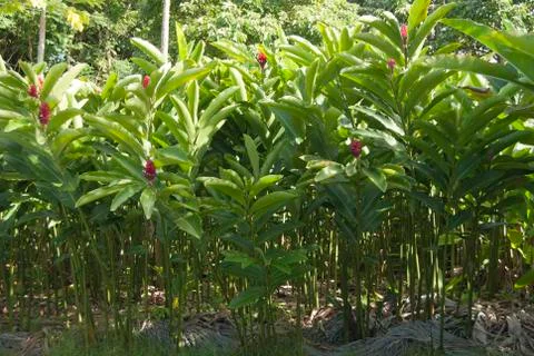 Ginger foliage Stock Photos