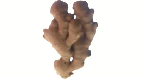 Ginger Stock-Footage 11309553