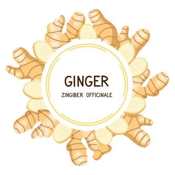 Ginger. Frame with ginger roots. Vector illustration isolated on white Stock Illustration