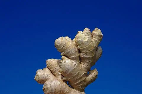 Ginger in front the blue sky Stock Photos