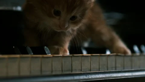 Ginger funny small kitten walks along piano key Stock Footage 303702944