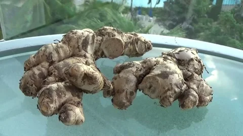 Ginger on a glass table with palm trees in the background Stock Footage 139001654