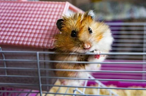 Ginger hamster Stock Photos