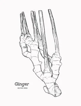 Ginger, hand draw sketch vector. Stock Illustration