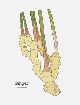 Ginger, hand draw sketch vector. Stock Illustration