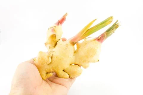 Ginger in hand on white background Stock Photos