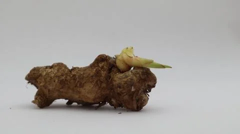 Ginger that has sprouted buds on a white background Stock Photos