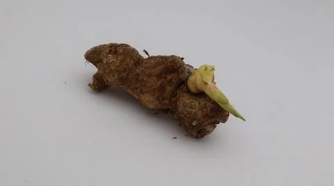 Ginger that has sprouted buds on a white background Stock Photos