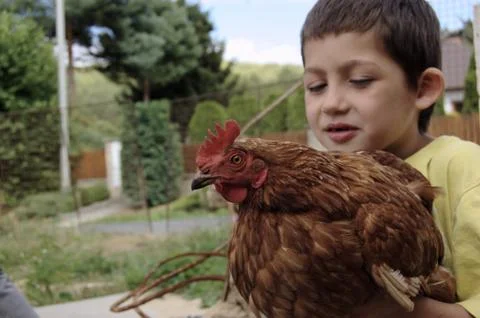 Ginger hen, caughted of small boy Stock Photos