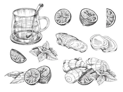 Ginger herbal tea with lemon and mint in transparent glass cup, sketch vector Ilustración de archivo