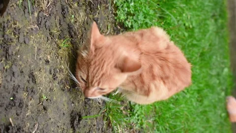 Ginger homeless cat eating, vertical 4k footage. Hungry cat outdoors,autumn Stock Footage 219579509