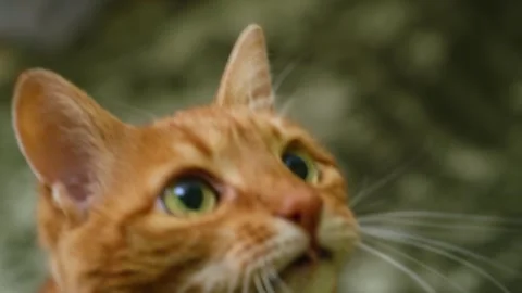 Ginger is hunting for prey on the bed Stock Footage 302052731