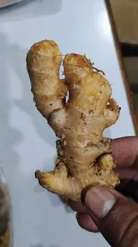 Ginger is an important spice crop. Stock Photos