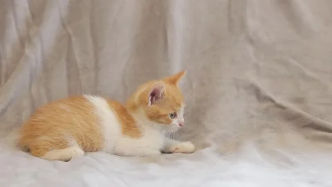 Ginger kitten are closely watching something Stock Footage 246757594