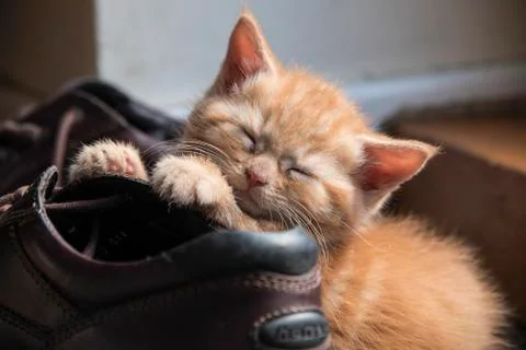 A ginger kitten asleep on a boot Stock Photos