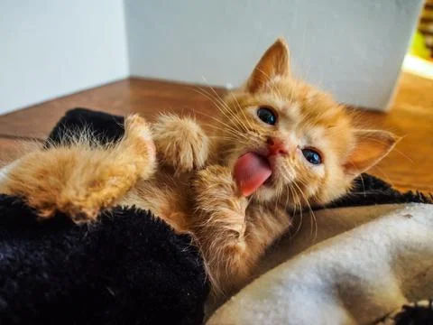 Ginger kitten on back, wrapped up and bathing his paw Stock Photos