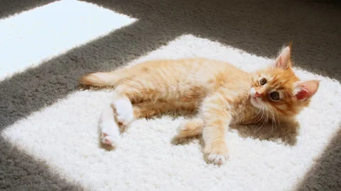 Ginger Kitten is basking in the lights of a sun and shadows. Ginger cat sleeping Stock Footage 157736546