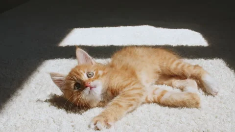 Ginger Kitten is basking in the lights of a sun and shadows. Ginger cat sleeping Stock Footage 161871565