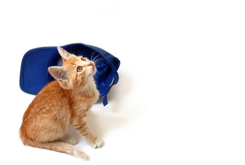 Ginger kitten with a blue baseball cap on a white background. Stock Photos