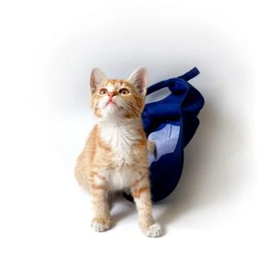 Ginger kitten with a blue baseball cap on a white background. Stock Photos