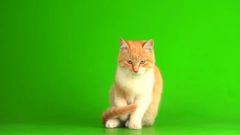 Ginger kitten cat isolated on green background chromakey screen Stock Footage 308033391
