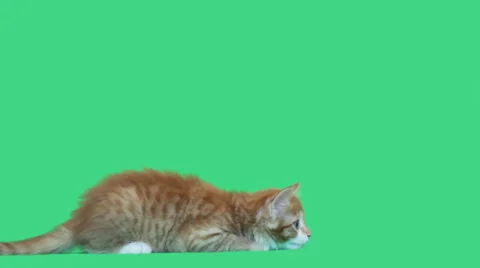 Ginger kitten catches Video stock 53431069