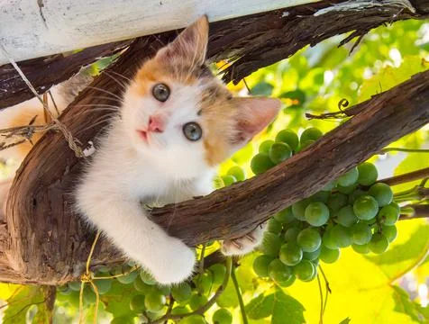 Ginger kitten climbing a vine, close up, copy space Stock Photos