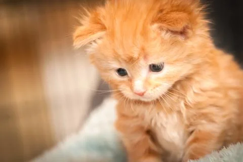 Ginger kitten closeup Stock Photos